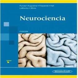 Galería de imágenes del libro Neurociencia. Foto 1