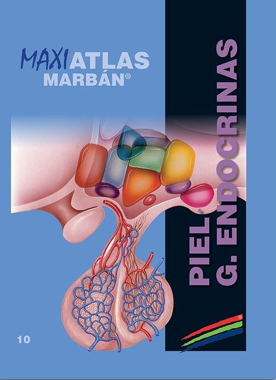 Maxi Atlas 10 Piel Glándulas Endocrinas